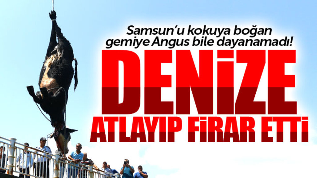 Samsun'u kokuya boğan gemide bir Angus denize atlayarak firar etti