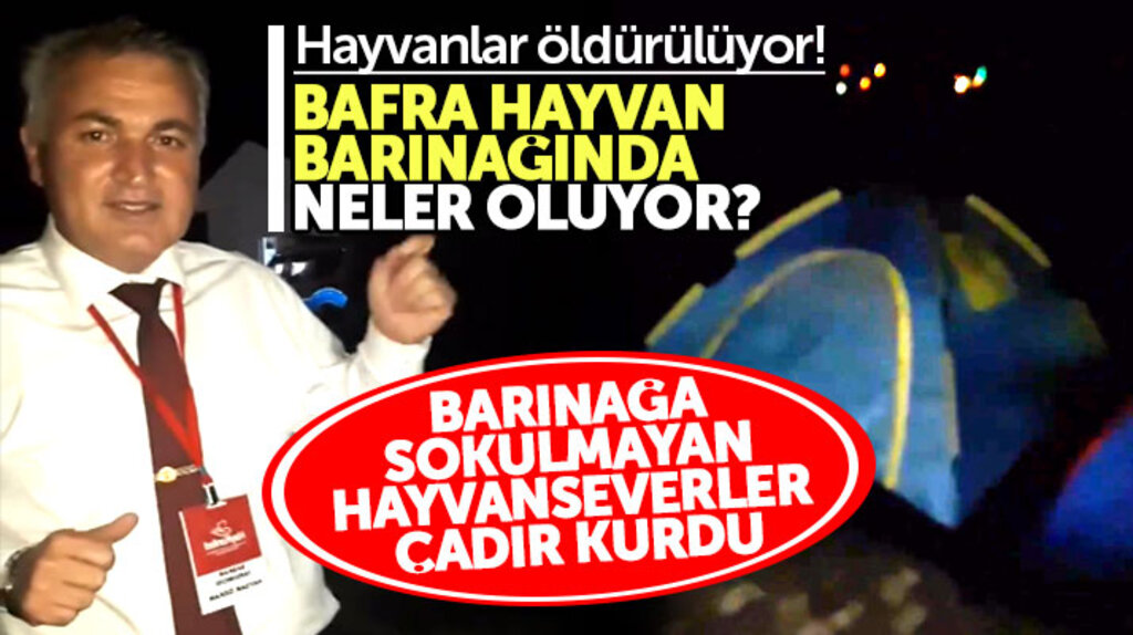 Samsun'da Bafra Hayvan Barınağında neler oluyor? Barınakta ölüm çukurları!