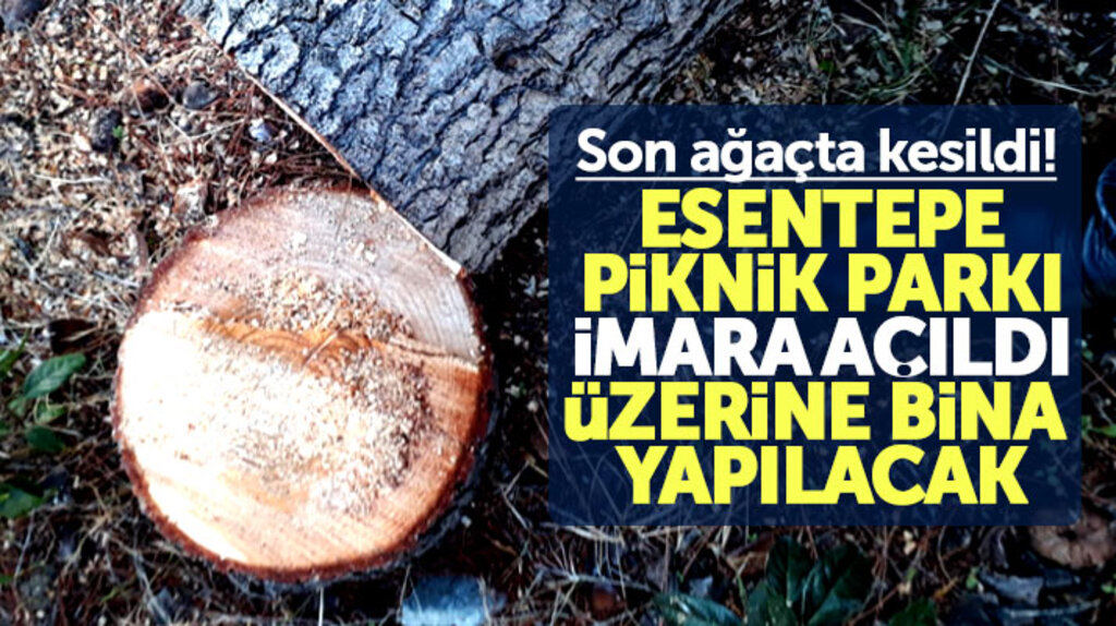 Samsun Atakum'da imara açılan Esentepe Piknik Parkında ağaçlar kesildi