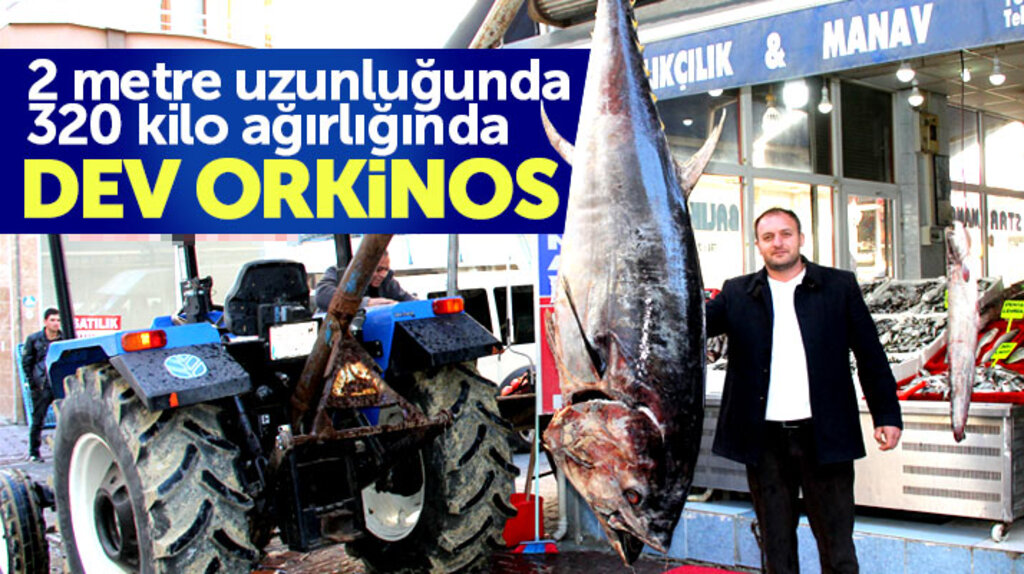 Samsun'un Havza ilçesine getirilen dev orkinos balığı görenlerin ağzını açık bıraktı