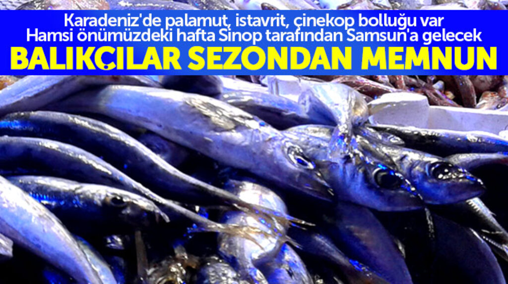 Samsunlu balıkçılar sezondan memnun Karadeniz'de bolluk var