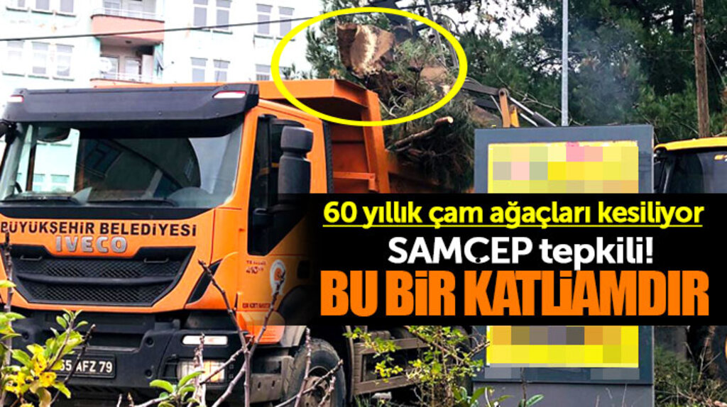 Samsun'da 60 yıllık çam ağaçlarının kesilmesine SAMÇEP tepki gösterdi