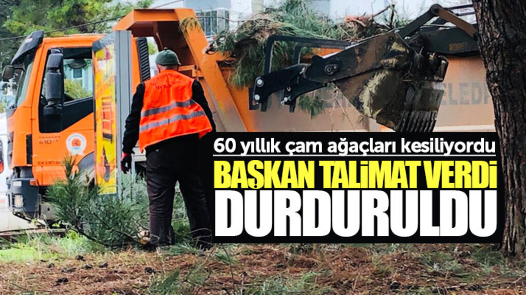 Samsun'da 60 yıllık çam ağaçlarının kesimi Zihni Şahin'in talimatı ile durduruldu