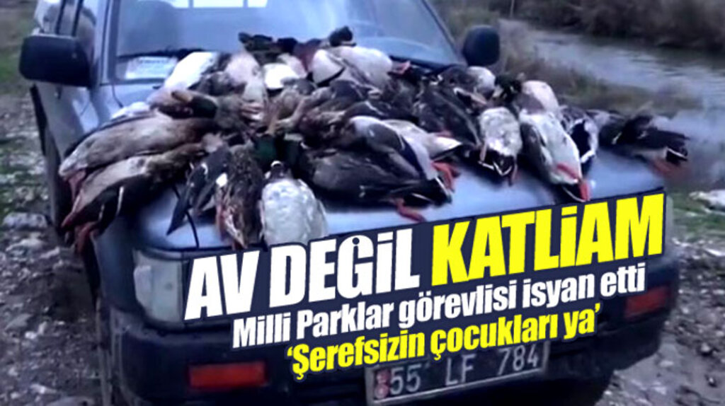 Samsun'da avcılar ördek katliamı yaptı