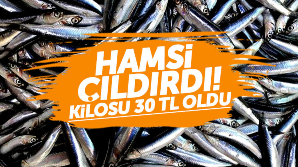 Samsun'da hamsinin kilosu 30 TL oldu balıkçılarda, vatandaşta şaşkın