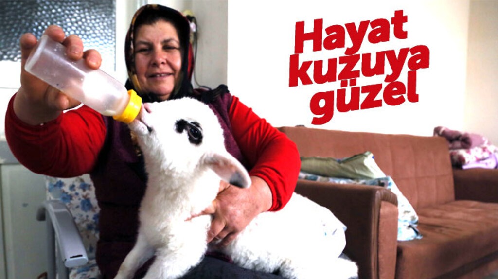 Samsun'un 19 Mayıs ilçesinde evde besledikleri kuzuya bebekleri gibi bakıyorlar