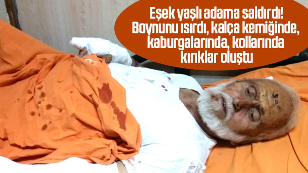 Samsun'un Yakakent ilçesinde eşek yaşlı adama saldırıp hastanelik etti
