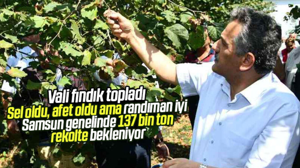 Samsun Vali Kaymak fındık topladı! Samsun'da 137 bin ton fındık rekoltesi bekleniyor