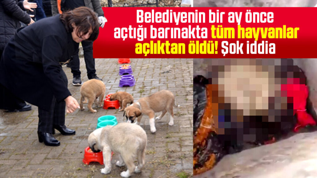 Ladik Belediyesinin açtığı barınakta hayvanlar açlıktan öldü iddiası