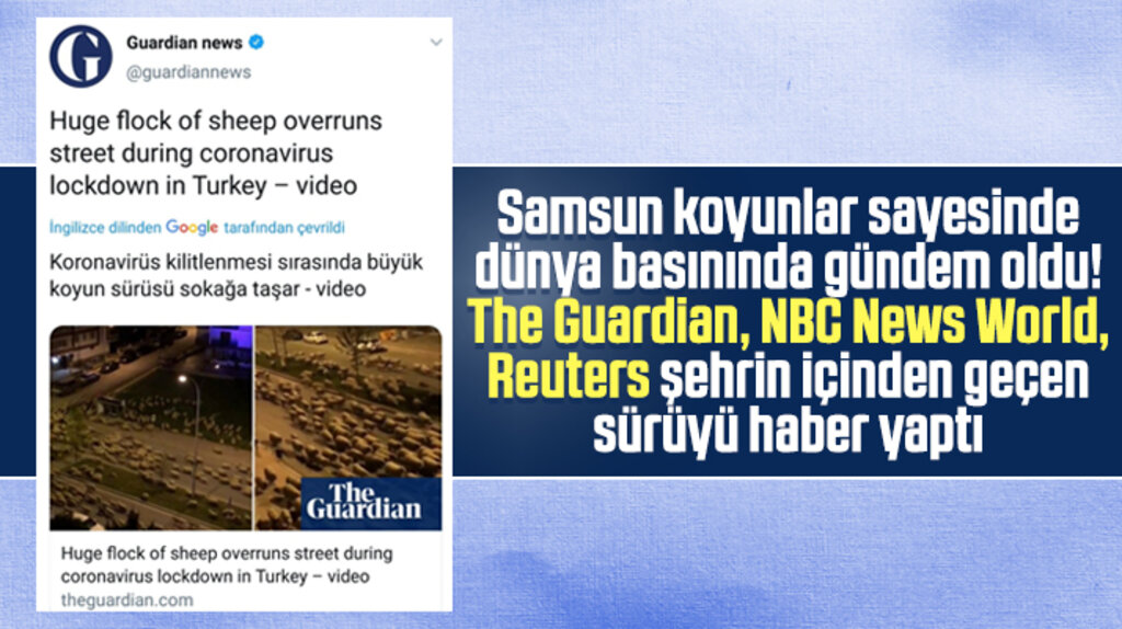 Samsun'da ki koyun sürüsü dünya basınında gündem oldu